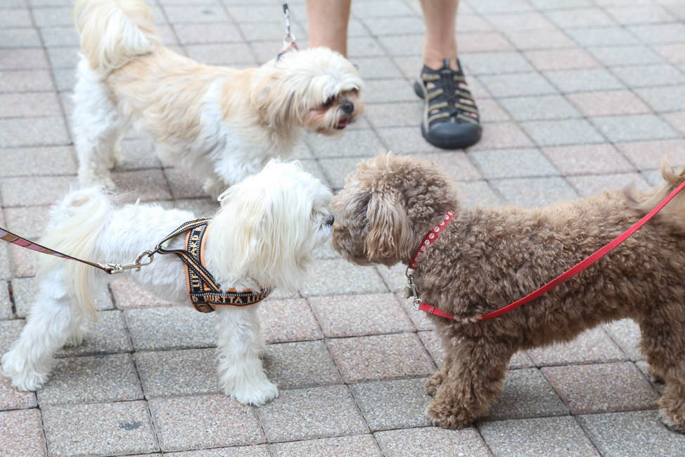 Why Franklin is One of Tennessee’s Most Pet-Friendly Cities