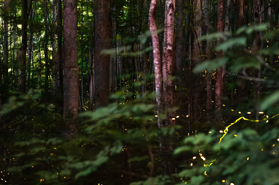 How to See Synchronous Fireflies in the Smoky Mountains
