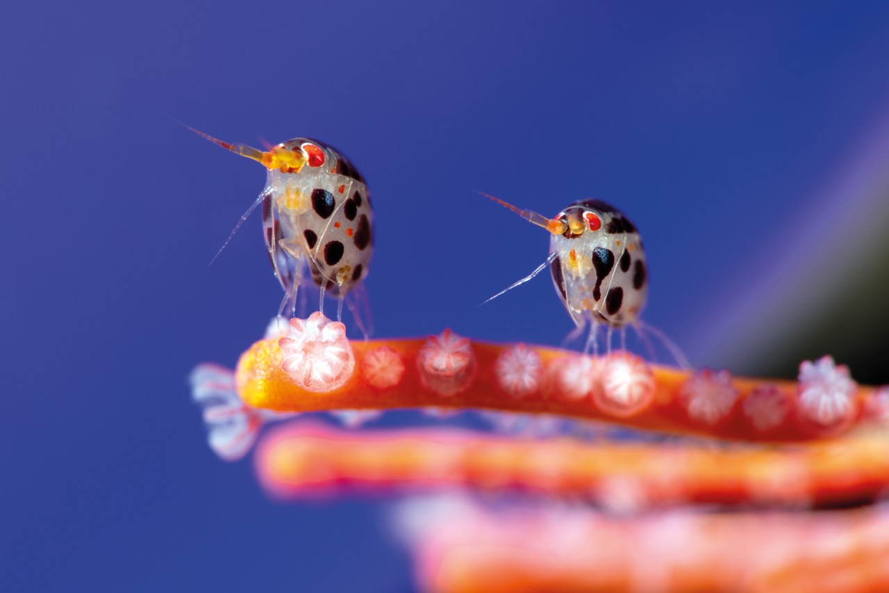 Blancpain Recognises Excellence at the Ocean Photographer of the Year Awards