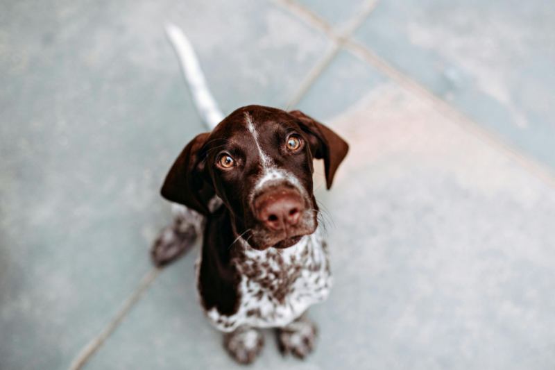 How We Handled Aperol Hour In Dallas With A Very Needy Dog